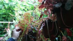 A co tu tak rośnie? Święto botaniki w Ogrodzie Botanicznym 