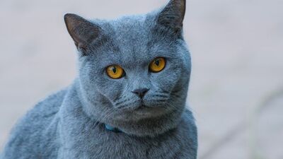 Kot zarażony wścieklizną ugryzł właściciela. Drugie w tym roku ognisko choroby w woj. lubelskim