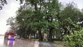 Powalone drzewa w parku. Piorun uderzył też w oborę