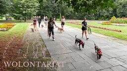 Psy wychodzą ze schroniska. Można je spotkać w parku