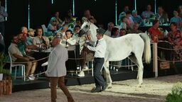 El Dorotella, klacz z Michałowa wylicytowana za 50 tys. euro 