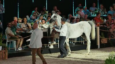 El Dorotella, klacz z Michałowa wylicytowana za 50 tys. euro 