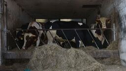 Byk staranował 54-latka. Gospodarz nie żyje