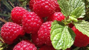 Maliny z Ukrainy i ryż z Birmy nie wjechały do Polski