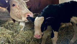 Sama słodycz. Nowy mieszkaniec lubelskiego skansenu