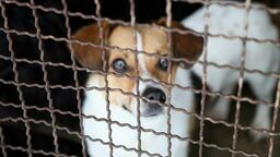 "Do serca przytul psa..." Podopieczni lubelskiego schroniska polecają się do adopcji