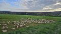 Co mają współnego zielone Pastwiska we wsi Nowolesie (42ha szczęścia) i hodowla drobiu w mobilnych kurnikach Tomasza Majdy