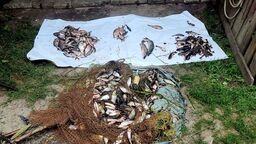 Pod zbiornik podjechali ciągnikiem. Kilogramy szczupaków w workach 