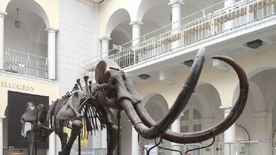 Ciosy mamuta w bagażu Białorusina. Teraz już w muzealnej gablocie 