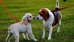 Wszystkie psy idą na marsz