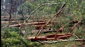 Do lasu nie wejdziemy. Po burzy uszkodzone drzewostany