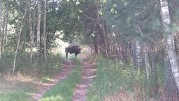 Janowskie żubry wyruszyły na podbój Podkarpacia 