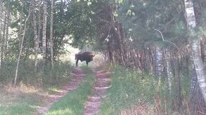 Janowskie żubry wyruszyły na podbój Podkarpacia 