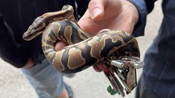 Młody pyton wplątał się w pęk kluczy. Właściciel szukał pomocy 