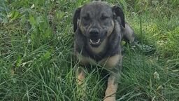 Mieszkańcy alarmują: Ktoś truje nasze psy!