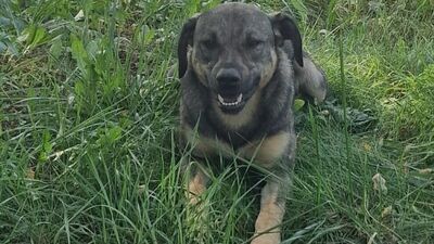 Mieszkańcy alarmują: Ktoś truje nasze psy!