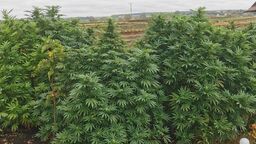 Seniorka uprawiała marihuanę i sprzedawała podrabiane ubrania