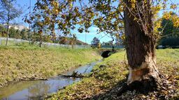 Bobry w centrum miasta? Jest się z czego cieszyć czy to powód do niepokoju?
