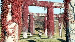 Co dalej z porośniętymi bluszczem filarami przy Filaretów? Potrzeba "dyskusji społecznej"