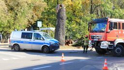 Tego nikt się nie spodziewał. Wiekowy dąb złamał się jak zapałka