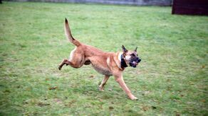 Czego chce twój pies? Weź udział w bezpłatnym szkoleniu