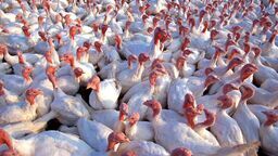 Ptasia grypa uderza na Lubelszczyźnie. 7 tysięcy indyków pożegnało się z życiem