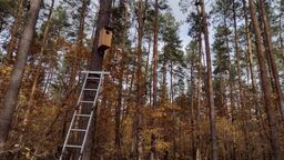 Lubelskie lasy gotowe na nowych lokatorów