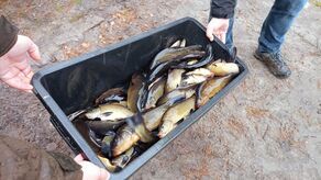 Gdzie na liny i karasie? Zarybienie na pojezierzu  i w Siemieniu