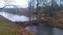 Bobry szykują się na zimę, opanowały rzekę. Wójt prosi o "zmniejszenie populacji"