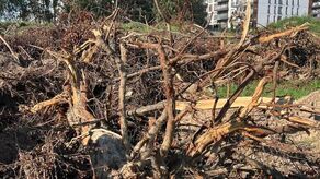 Śledztwo w sprawie wyciętych drzew. Ocenią skalę zniszczeń przy Gęsiej