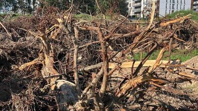 Śledztwo w sprawie wyciętych drzew. Ocenią skalę zniszczeń przy Gęsiej