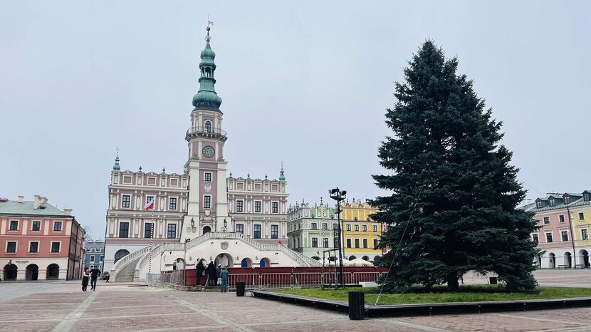 Choinka stanęła tradycyjnie na kwietniku w centrum Rynku Wielkiego