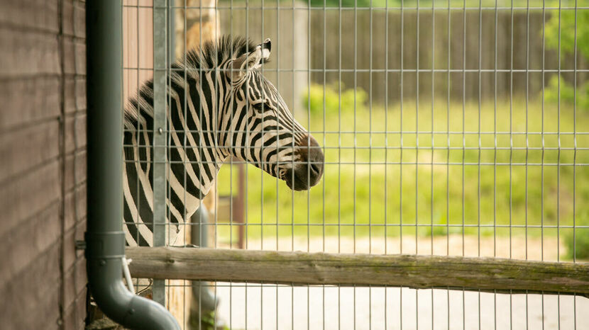 Mimo lekkiego spadku w 2024 w porównaniu z 2023, Ogród Zoologiczny im. Stefana Milera w Zamościu nadal pozostaje jedną z większych atrakcji turystycznych miasta