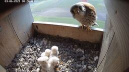 Pustułki polubiły Chełm. Jest ich coraz więcej