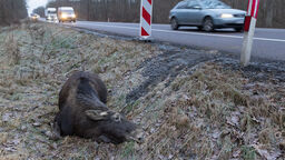  Łoś nie przeżył zderzenia z ciężarówką 3 stycznia w Worońcu