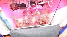 Obudziła się w nim pasja ogrodnika. Szkoda tylko że do konopi