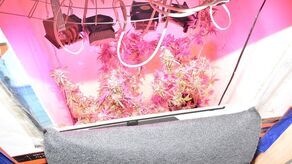 Obudziła się w nim pasja ogrodnika. Szkoda tylko że do konopi