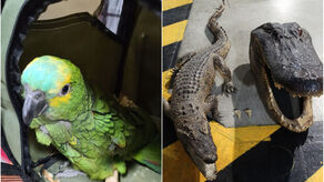 Papuga, wyroby z krokodyla - Służba Celno-Skarbowa na posterunku gatunków chronionych