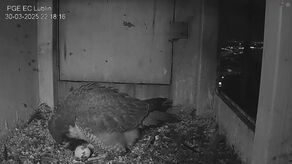 Fani się doczekali. Pierwsze jajko Wrotki i Czajnika