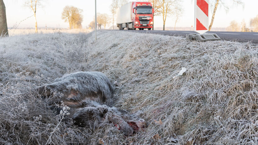 Ostatnio doszło do zderzenia z łosiem na DK2 w Rogoźniczce