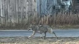 Wilki podchodzą coraz bliżej domów. Gmina apeluje do mieszkańców