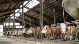 Laboratorium w Puławach badające pryszczycę pracuje w trybie 24-godzinnym