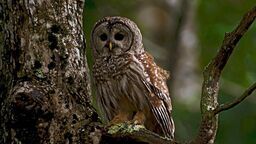 Ptasia grypa nie odpuszcza. Kolejne ognisko w województwie lubelskim