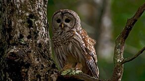 Ptasia grypa nie odpuszcza. Kolejne ognisko w województwie lubelskim