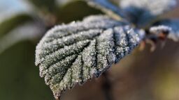 Przymrozki wracają na Lubelszczyznę