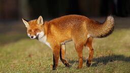 Ta choroba nie odpuszcza. Siódmy przypadek wścieklizny w Lubelskiem