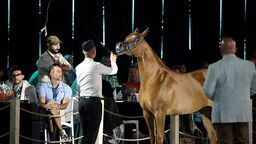 Ubiegłoroczna aukcja Pride of Poland