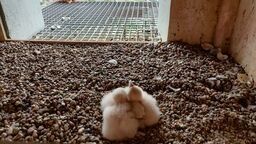 Wielkanocne pisklaki. Na kominie Zakładów Azotowych są nowi mieszkańcy