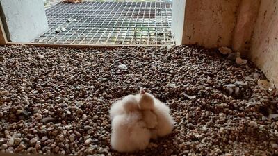 Wielkanocne pisklaki. Na kominie Zakładów Azotowych są nowi mieszkańcy