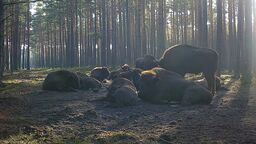 Stado żubrów w Lasach Janowskich wkrótce może się powiększyć